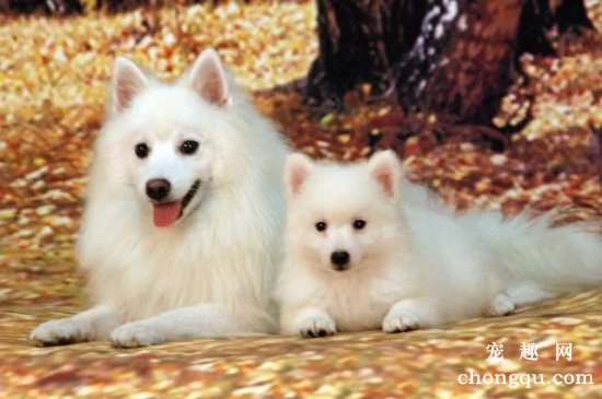银狐犬能活多久