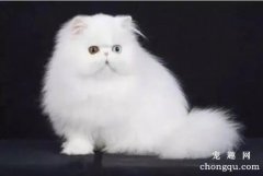 <b>波斯猫喂食需要注意什么？</b>
