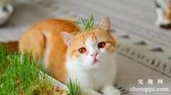 多大的猫咪可以开始吃猫草？