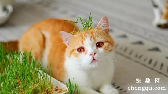 多大的猫咪可以开始吃猫草？