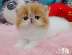<b>判断宠物猫是否肥胖的方法？</b>
