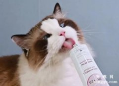 <b>宠物猫使用化毛膏的一些注意事项</b>