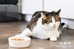 优质猫粮应该满足哪些能量营养需求