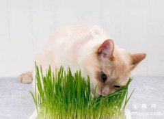 <b>怎么种植猫草？种植猫草的简单方法</b>