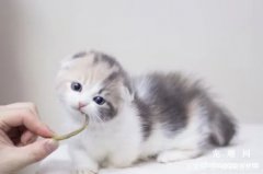 常见的猫咪的保定方法