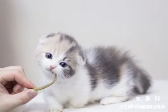 常见的猫咪的保定方法