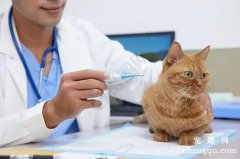 <b>怎样给宠物猫测量体温和测脉搏？</b>