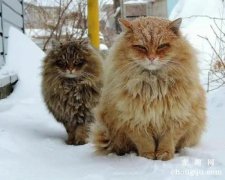 <b>在俄罗斯能见到的宠物猫有哪些呢？</b>