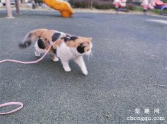 <b>猫咪需要遛么？宠物猫喜欢“遛猫”吗</b>