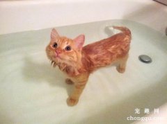 猫咪强烈反对用水洗澡怎么办？短毛猫干洗的方法