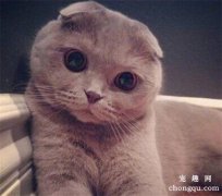 <b>养折耳猫喂食需要注意哪些方面？</b>