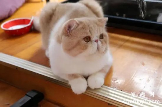 加菲猫和波斯猫的区别关系