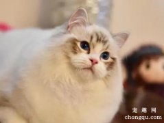怎么选择布偶猫幼猫呢？布偶猫为什么那么贵呢？