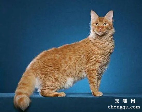 烫了个卷发的猫咪拉邦猫多少钱一只？