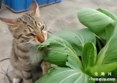 <b>猫咪可以吃蔬菜吗？</b>