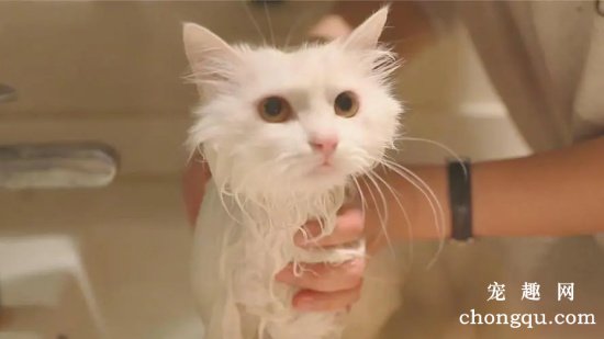 给波斯猫洗澡要注意什么呢？