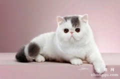 被猫咬了怎么办？被猫咬了不一定要打疫苗