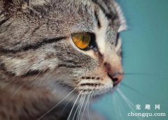 猫咪胡须有什么作用？胡须是猫咪重要的感觉器官
