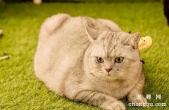 <b>猫咪变胖有什么危害？</b>
