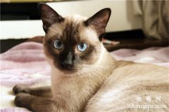 养猫必须要懂的猫咪心脏的一些基本知识