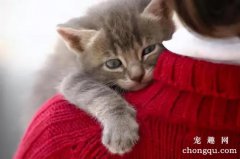 <b>猫咪有哪些动作举动表示它喜欢你？</b>
