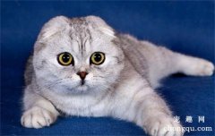 猫砂该怎么清理？清理猫砂的小技巧