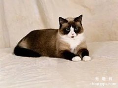 <b>雪鞋猫怎么饲养？</b>