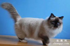 <b>伯曼猫的饲养护理注意事项</b>