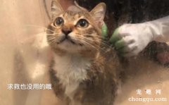 如何给狸花猫护理洗澡和修剪脚爪？