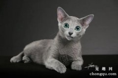 俄罗斯蓝猫好养吗？