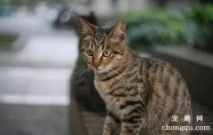 <b>狸花猫吃什么？狸花猫喂养注意事项</b>