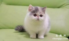 <b>异国短毛猫好养吗？</b>
