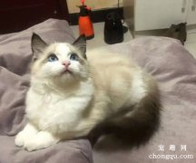 <b>布偶猫怎么养？饲养布偶猫的注意事项</b>