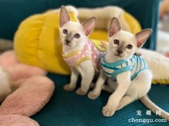 <b>暹罗猫幼猫怎么养？2至5个月处于生长期</b>