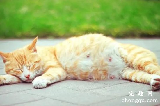 如何从身体变化判断猫咪是否怀孕