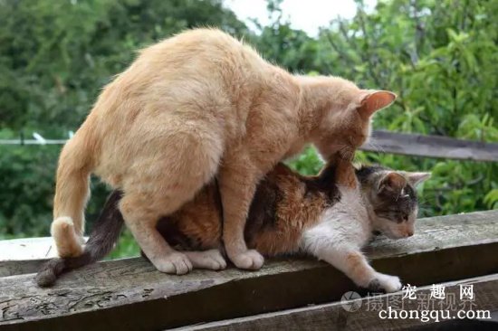 宠物猫配种需要注意什么？