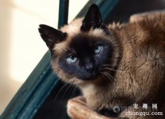 <b>暹罗猫寿命多久？</b>