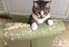<b>猫咪喜欢抓沙发怎么办？</b>