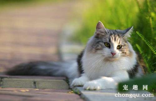 宠物猫尿液颜色和气味分辨猫咪疾病健康