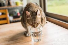 夏季如何预防猫咪脱水？宠物猫脱水的症状有哪些