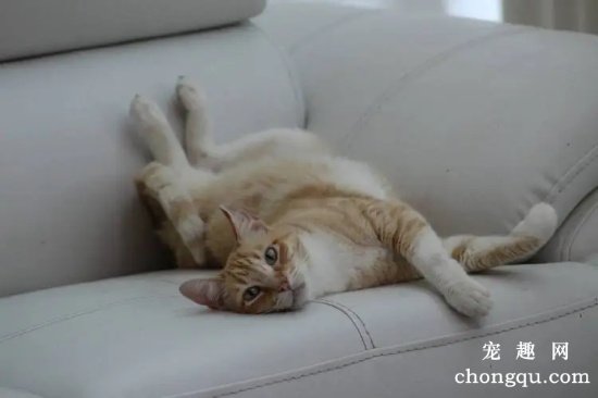 宠物猫发情的时间和症状？