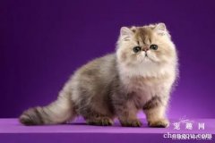 如何正确护理波斯猫？猫饮用水必须是清水