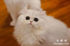 <b>金吉拉猫的美容护理知识</b>