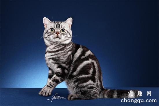 美国短毛猫与中国狸花猫的区别