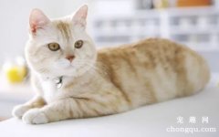 <b>美国短毛猫饲养方法</b>