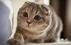 <b>苏格兰折耳猫饲养常识</b>