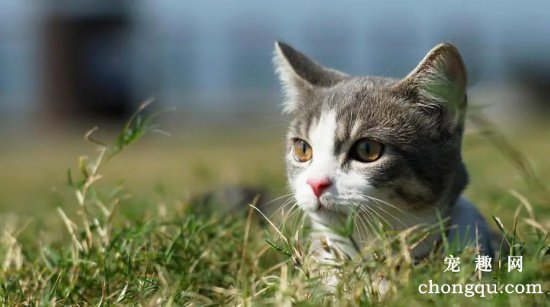 宠物猫的训练方法