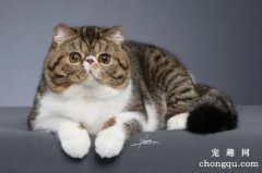 <b>加菲猫（异国短毛猫）喂养常识及注意事项</b>