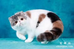 加菲猫（异国短毛猫）幼猫饲养饲养方法