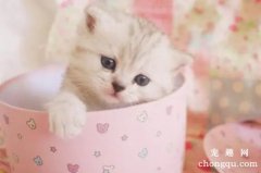 <b>茶杯猫的养护常识</b>
